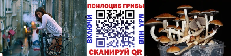 Псилоцибиновые грибы мицелий Плавск